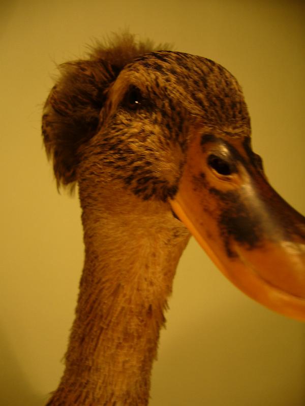 Muenster 2008 690.jpg - Landente mit Haube von Friedhelm Grisse Preis sg 94 E